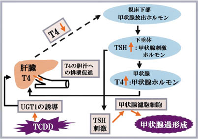 甲状腺異常のメカニズムの図