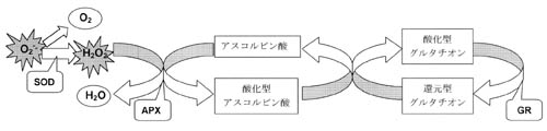 活性酸素消去系の図