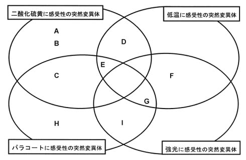 グループ分けの図