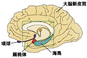 脳の図