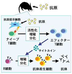 抗体ができるまでの流れの図