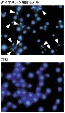 T細胞の核を染めた写真