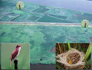 ヨシ原と鳥の巣の写真
