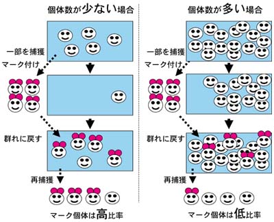 数え方の図