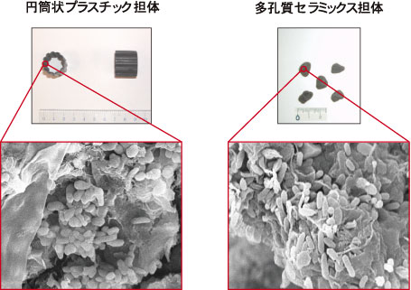 図4 高度処理浄化槽に充填された微生物付着担体と付着微生物(拡大写真中で米粒のように見えるのが微生物で、1/1,000 mm程度の大きさです。)
