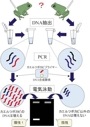 PCR検査のフロー図