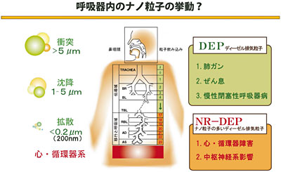 図２　吸入されたナノ粒子の胚内での沈着と動き