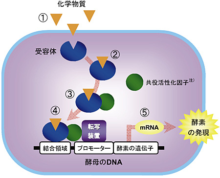 図１　酵母アッセイの原理