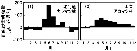 図１　日本の森林による月別炭素吸収量　(a)北海道のカラマツ林（国立環境研究所苫小牧フラックスリサーチサイト）、(b)山梨県のアカマツ林（森林総合研究所富士吉田サイト）。［Saigusa et al. (2008) Agric. Forest Meteorol., 148, 700-713より引用］