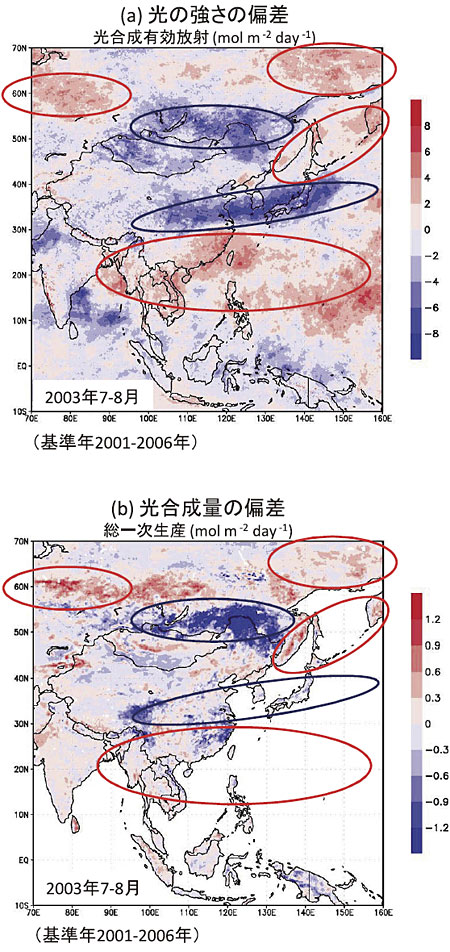 図２　2003年７～８月に観測された気象偏差に対する光合成量の応答　　偏差とは、基準年（2001～2006年）の平均値からのずれを表す。(a)光の強さ（光合成有効放射量）の偏差、(b)光合成量（総一次生産量）の偏差。赤色は正、青色は負の偏差を表す。楕円は光の偏差が特に強かった地域を示す。