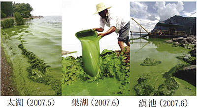 写真1 中国“三湖”で発生したアオコの様子