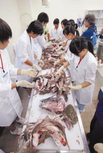 魚介類採集後の実習風景