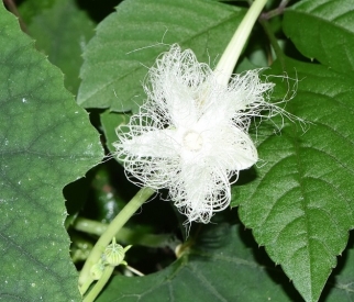 カラスウリの花の咲き始めの写真