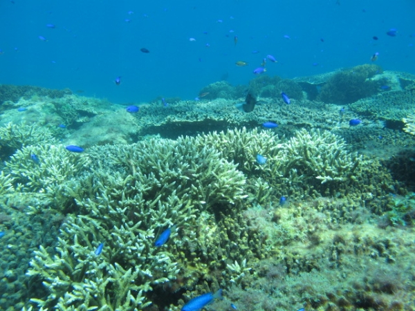 サンゴと魚の写真