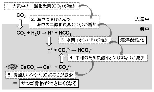 サンゴ骨格形成と環境の関係の図