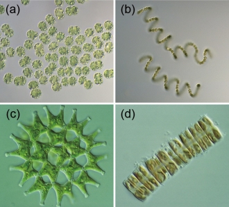 藻類の顕微鏡写真　(クリックで拡大画像)