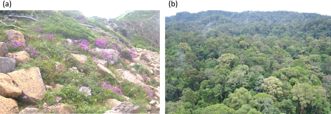 左は夏山の花畑、右は熱帯雨林の写真
