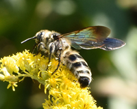 ヒメハラナガツチバチの写真
