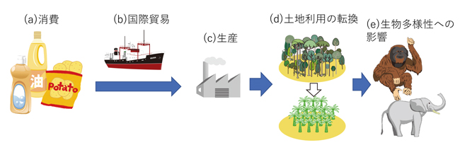 生物多様性フットプリントの概念図。消費、国際貿易、精算、土地利用の転換の順に、生物多様性への影響がある