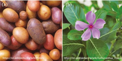 ジャガイモとニチニチソウの花の写真