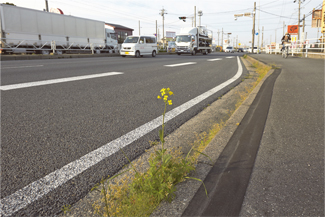 道路脇に生えたセイヨウナタネの写真