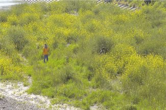 河川敷での調査風景写真2