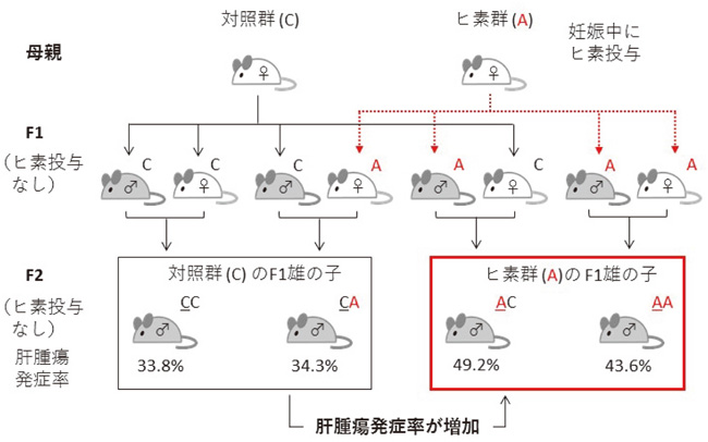 子世代孫世代への影響の図