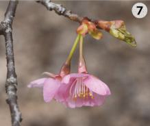 桜の写真