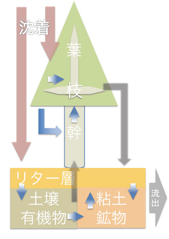 放射性Cs循環の模式図