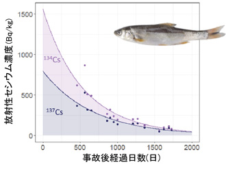ウグイの放射性セシウム濃度のグラフ