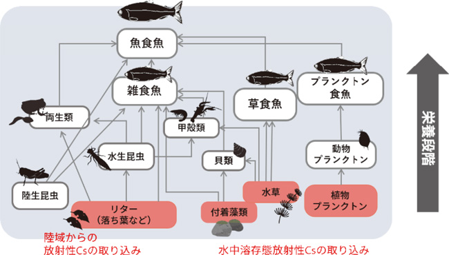 水生生物食物網と放射性セシウムの動きの図