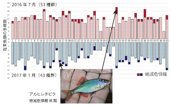 霞ヶ浦の50流域の環境DNAを解析することで検出された魚類の種群数グラフ
