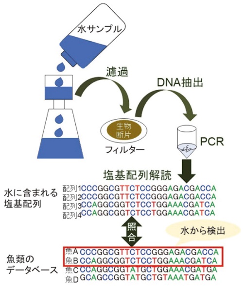 環境にはdnaが溢れている 2019年度 38巻5号 国環研ニュース 38巻 国立環境研究所