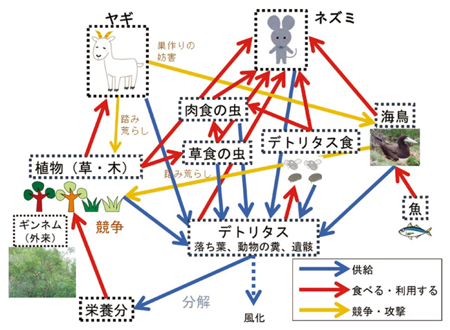 媒島の生態系の模式図