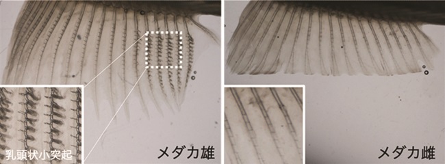 メダカ雄雌の尻ビレの比較の図