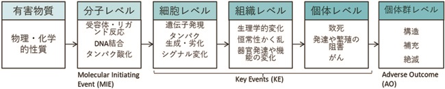 Adverse Outcome Pathway (AOP)の概要図（Ankleyら<sup>(2)</sup>から著者改変）