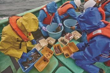 餌料板曳き網により採集された底棲魚介類の選別の図（2020年1月北部海域）