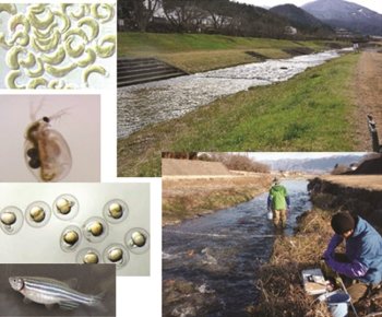 試験生物（ムレミカヅキモ、ニセネコゼミジンコ、ゼブラフィッシュ）と河川水サンプリング風景の写真