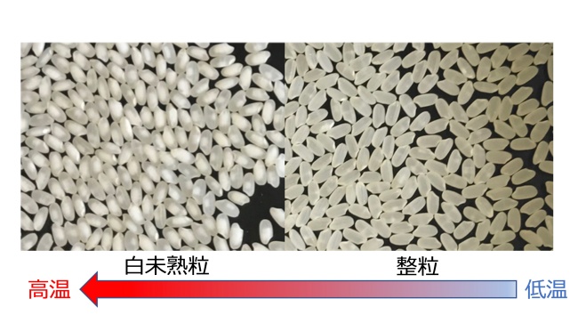 高温による白未熟粒と整粒の違いの図