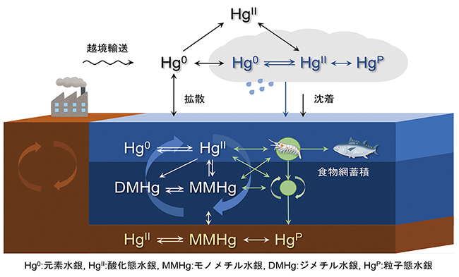 形態変化を伴う地球規模の水銀循環と海洋生物への移行を示した図