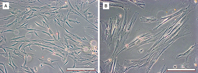 取得した体細胞（A：オオハクチョウの細胞、B：イエネコの細胞。Barは500µm）の図