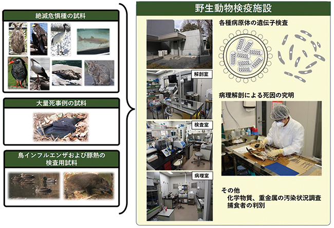 野生動物検疫施設における業務の概要の図