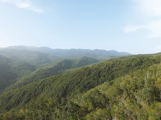 ラ・ゴメラ島の照葉樹林の写真
