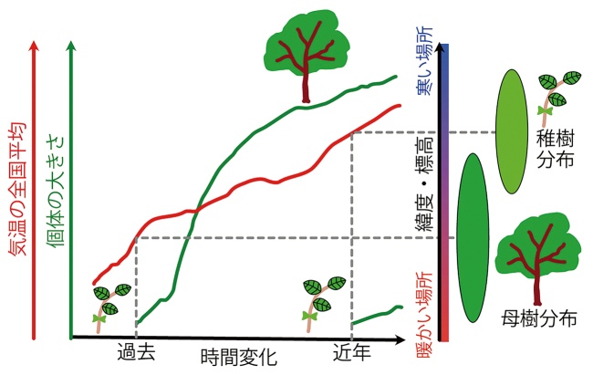 図1　稚樹と母樹の分布のずれを用いた分布移動評価の概念図