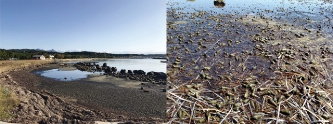 図1　青森県むつ市川内町にある人工海浜「かわうち・まりん・びーち」（左）。 干潟上には非常に高密度でウミニナが生息しています（右）。