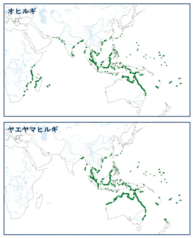 図4　オヒルギとヤエヤマヒルギの分布域