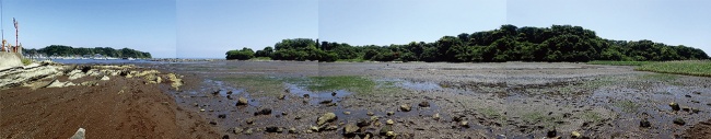 図3　三浦半島江奈湾の干潟。