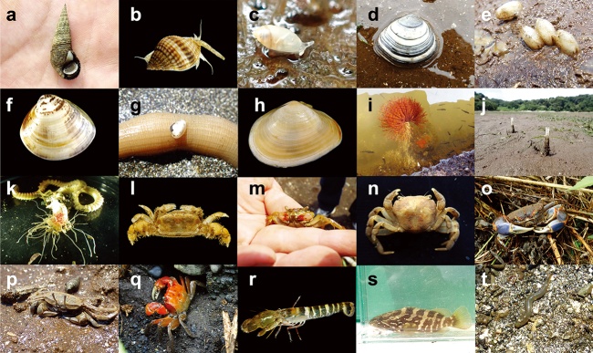 図4　江奈湾の市民調査でみつかった底生動物の一部。