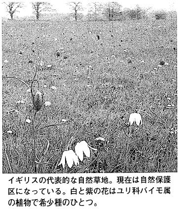 写真 イギリスの代表的な自然草地。現在は自然保護区になっている。白と紫の花はユリ科バイモ属の植物で希少種のひとつ
