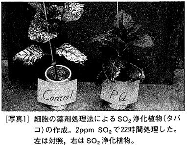 写真1 細胞の薬剤処理法によるSO2浄化植物(タバコ)の作成。2ppm SO2で22時間処理した。左は対照,右はSO2浄化植物。